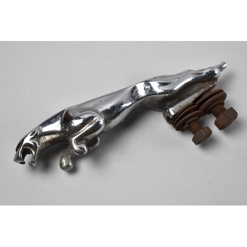 203 - A Mid 20th Century Chromed Jaguar Bonnet Mascot, 20cms Long