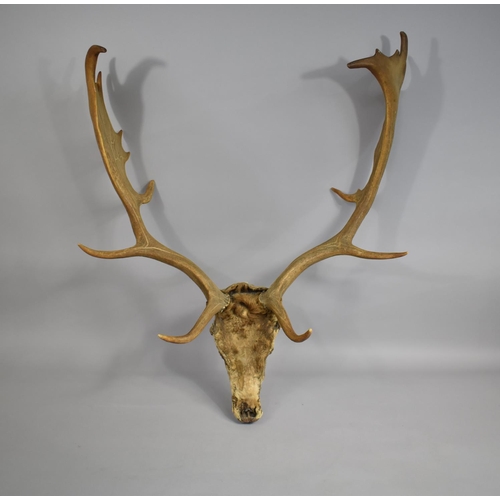 89 - A Vintage Red Deer Trophy Antler