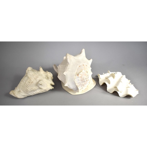 169 - A Collection of Three Large Conch Shells