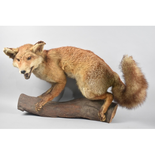 100 - A Taxidermy Study of a Fox on a Tree Branch, 75cm Long