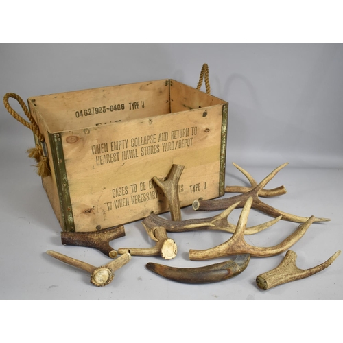 88 - A Vintage Plywood Box Containing Various Antler Sections