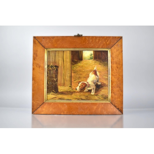 109 - A 19th Century Maple Framed Oil on Board, Terrier Mousing In Barn, Unsigned 23x19cm