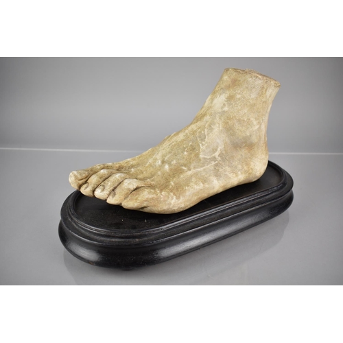 12 - A Late 19th Century/Early 20th Century Plaster Artists Foot, A Life Sized Teaching Aid Mounted On An... 