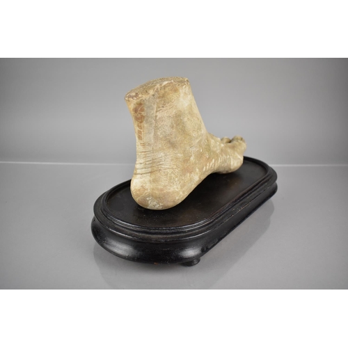 12 - A Late 19th Century/Early 20th Century Plaster Artists Foot, A Life Sized Teaching Aid Mounted On An... 