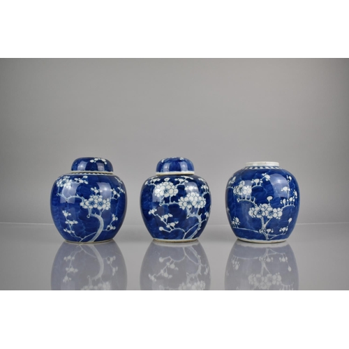 289 - Three 19th Century Qing Period Chinese Porcelain Blue and White Prunus Pattern Ginger Jars, Two with... 