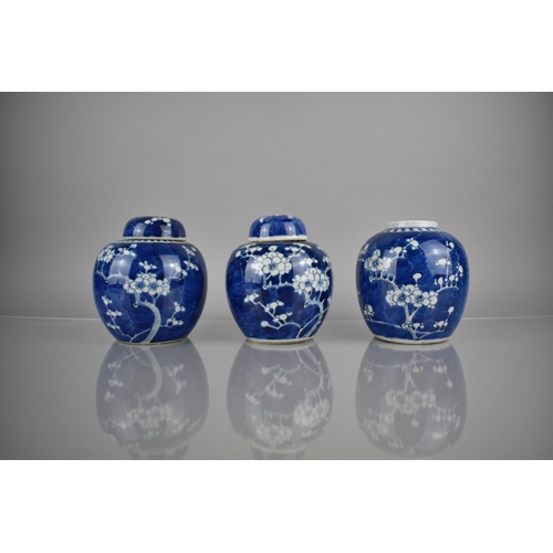 289 - Three 19th Century Qing Period Chinese Porcelain Blue and White Prunus Pattern Ginger Jars, Two with... 