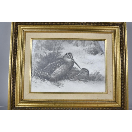 202 - A Gilt Framed Good Quality Pencil Drawing of a Pair of Nesting Woodcock. The Monogram A.T. Bottom Le... 