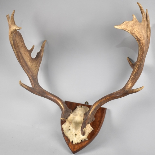 107 - A Pair of Red Deer Antlers Mounted on Mahogany Shield Plinth