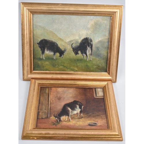 164 - Two Oils on Card, Depicting Goats, 29x22cm & 24x18cm