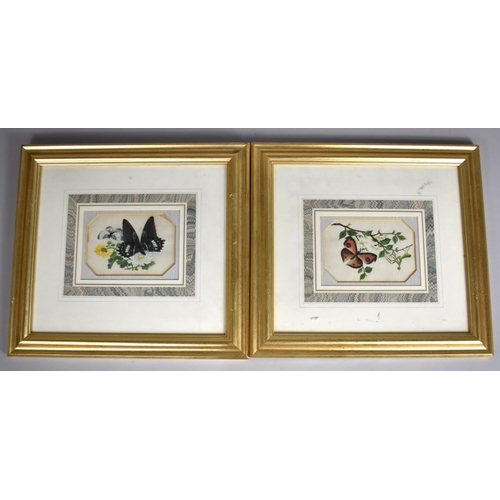 439 - A Pair of Framed Chinese Paintings on Silks Depicting Butterflies and Blossom, each 15x10cm