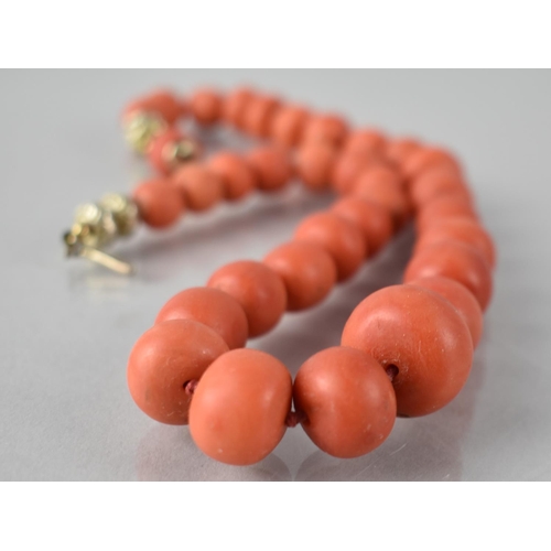 213 - A String of 19th Century Red Coral Beads, Largest Measuring 19mmm by 14mm Max, 41cms Long Terminatin... 