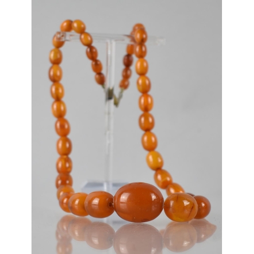 224 - A String of Early 20th Century Amber Ovoid Beads, 24.3gms, Largest 23mm Wide, on a Later Nylon Threa... 