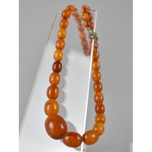 224 - A String of Early 20th Century Amber Ovoid Beads, 24.3gms, Largest 23mm Wide, on a Later Nylon Threa... 