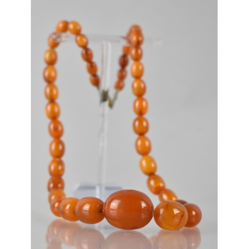 224 - A String of Early 20th Century Amber Ovoid Beads, 24.3gms, Largest 23mm Wide, on a Later Nylon Threa... 