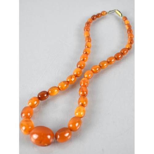 224 - A String of Early 20th Century Amber Ovoid Beads, 24.3gms, Largest 23mm Wide, on a Later Nylon Threa... 