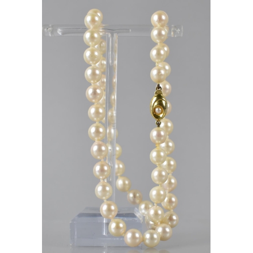 202 - A Single Row of 51 Spherical Matched Pearls, Each Approx 7mm Diameter, on Knotted Thread and Mounted... 