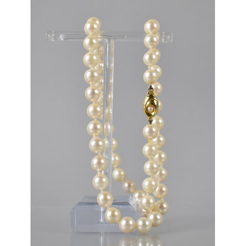 202 - A Single Row of 51 Spherical Matched Pearls, Each Approx 7mm Diameter, on Knotted Thread and Mounted... 