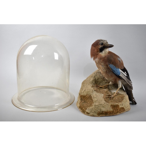 38 - A Taxidermy Study of Jay Perched on Rock with Unrelated Glass Dome, 27cms High