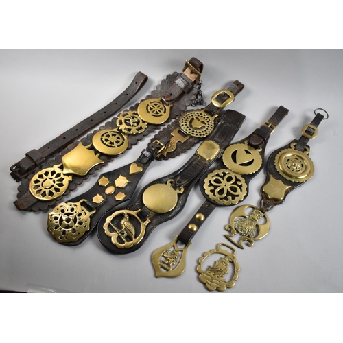 51 - A Collection of Victorian and Later Leather Harness Martingales and Straps with Horse Brasses