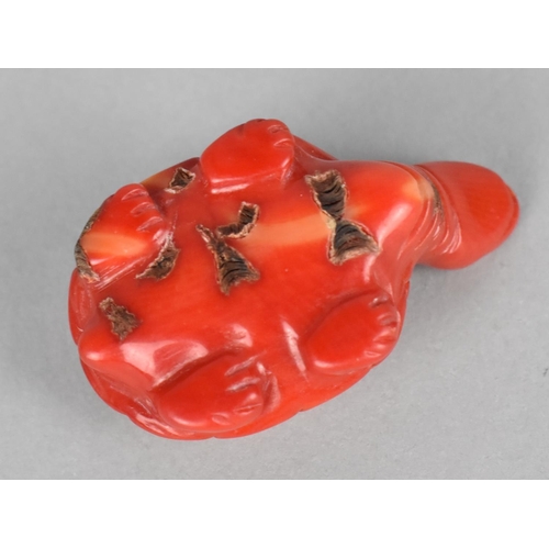 457 - A Carved Coral Study of a Tortoise, 27g (Neck Glued)