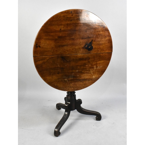 495 - A 19th Century Mahogany Circular Topped Snap Top Tripod Table, 74cms Diameter