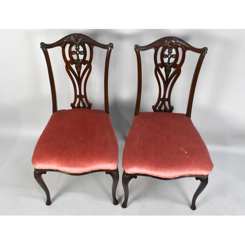 503 - A Pair of Edwardian Mahogany Salon Side Chairs with Cabriole Supports and Pierced Splats