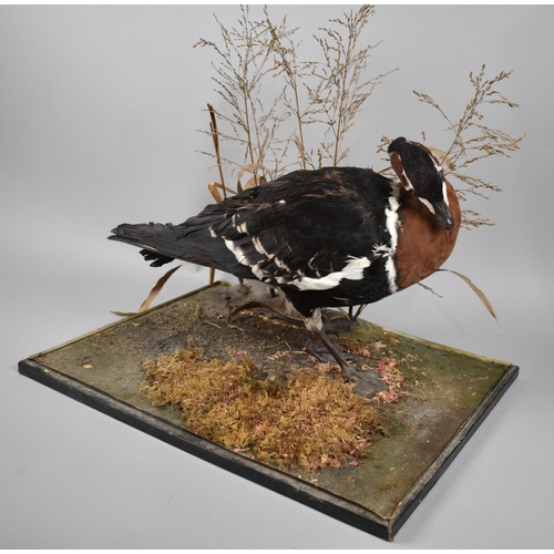 100 - A Taxidermy Study of a Red Breasted Goose