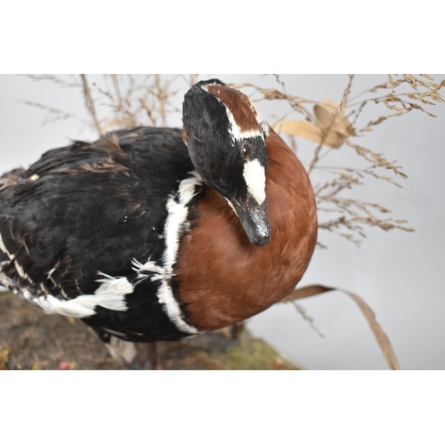 100 - A Taxidermy Study of a Red Breasted Goose