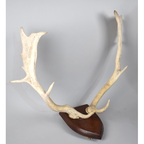 155 - A Pair of Mounted Red Deer Antlers on Shield Wall Hanging