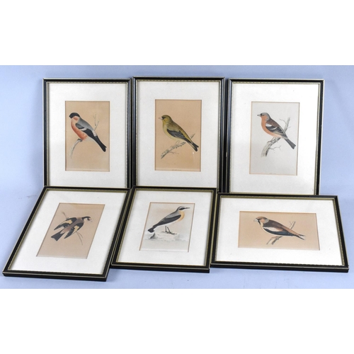 213 - A Collection of Various Framed Book Plates, British Birds, Each Approx 15x11cms