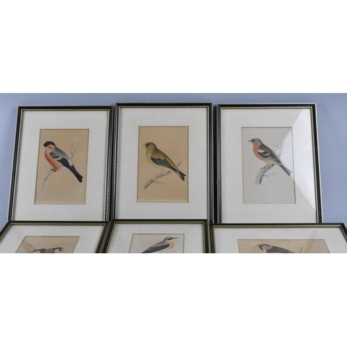 213 - A Collection of Various Framed Book Plates, British Birds, Each Approx 15x11cms