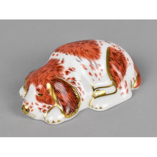 376 - A Royal Crown Derby Paperweight, Puppy, Gold Button