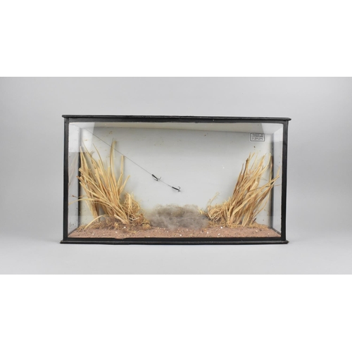 4 - A Taxidermy Case with Naturalistic Setting with Plaque in top Right hand Corner 'Presented by J. Coo... 