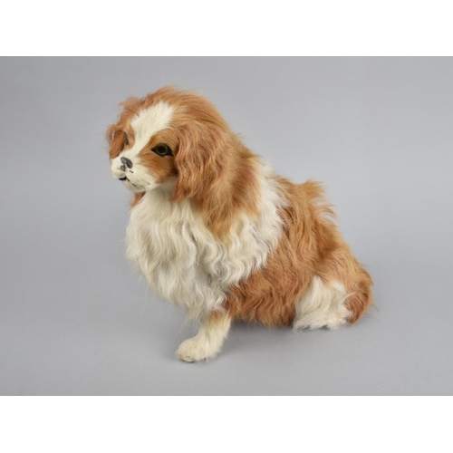 75 - A Study of a King Charles Spaniel with Real Fur, 25cms High