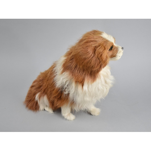 75 - A Study of a King Charles Spaniel with Real Fur, 25cms High