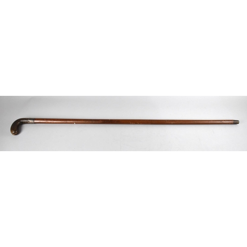 167 - A Vintage Malacca Sunday Morning Golf Stick with Horn Handle and Silver Band