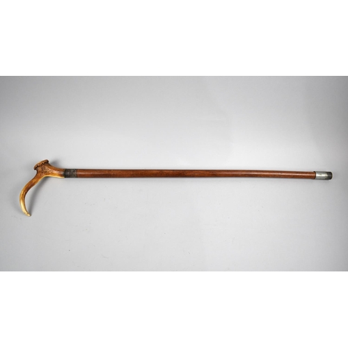 101 - A Vintage Malacca Walking Stick with Stag Horn Handle