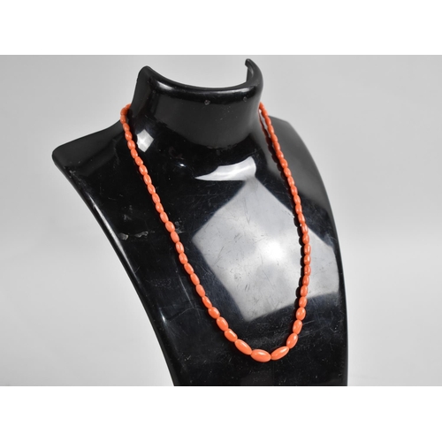 303 - A Victorian Red Coral Bead Necklace, Clasp AF, 36cms Long