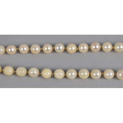 509 - A Single Row Matched Pearl Necklace with 18ct Gold White Metal Clasp, (In Need of Restringing)