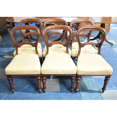 557 - A Set of Six Late Victorian Mahogany Framed Balloon Back Dining Chairs