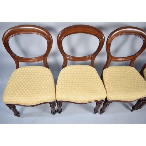 558 - A Set of Four Late Victorian Mahogany Framed Balloon Backed Dining Chairs, Upholstered to Match Lot ... 