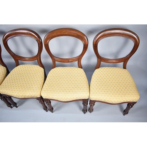 558 - A Set of Four Late Victorian Mahogany Framed Balloon Backed Dining Chairs, Upholstered to Match Lot ... 