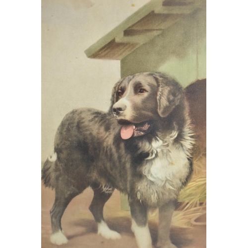 228 - An Edwardian Oak Framed Print of a Newfoundland Dog, Signed Georges Albert, 26x65cms