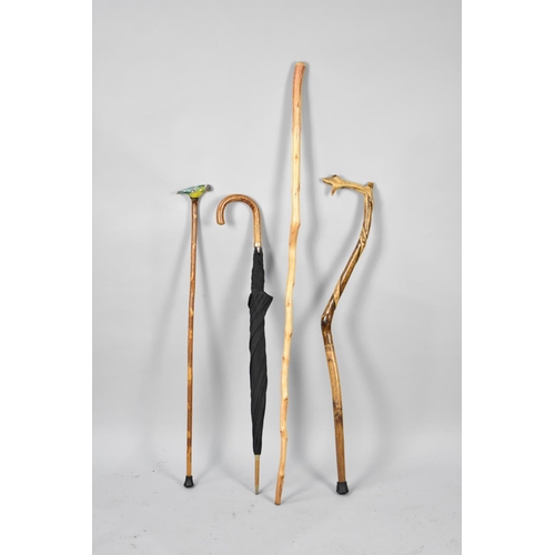 268 - A Collection of Three Rustic Walking Sticks and an Umbrella