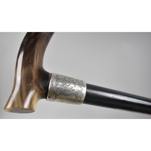 91 - A late Victorian Ebonized Walking Cane with Horn Handle and Engraved Silver Collar, Hallmarked Birmi... 