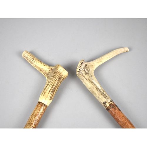 186 - A Pair of Bone Handled Crop Style Walking Sticks