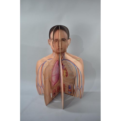 286 - A Modern Continental Free Standing Tall Teaching Aid, The Anatomy of The Thorax, 113cms High