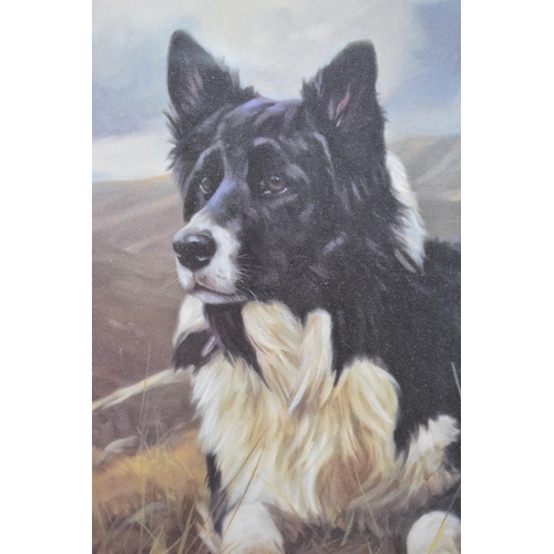 317 - A Framed Limited Edition Print of Border Collie, Signed in Pencil and No. 325/380, Subject 33x28cm