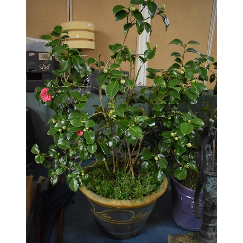 462 - A Garden Planter with Camellia Plant, Planter 36cm high