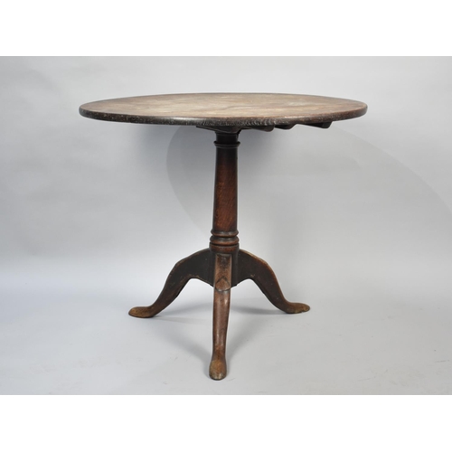 556 - A 19th Century Oak Snap Top Tripod Table, 79cm Diameter